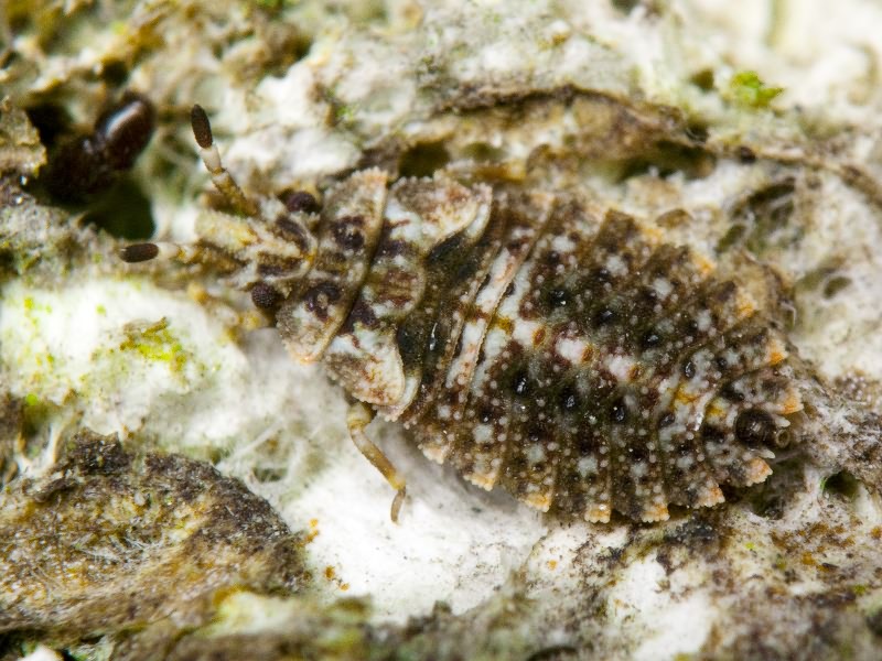 Aradus betulae (Linnaeus, 1758)